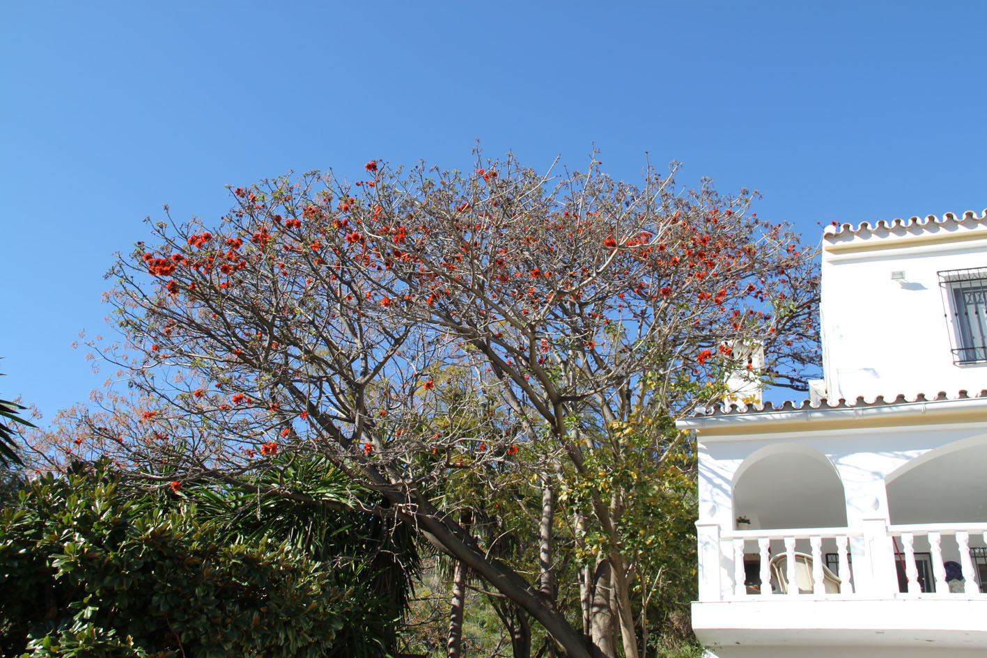 Teak Bastard tree